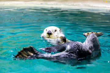 Fototapeta premium ラッコ