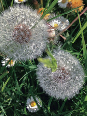 Dandelions and daisies