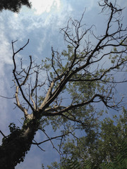 Bare tree in the forest with the trunk covered by ivy
