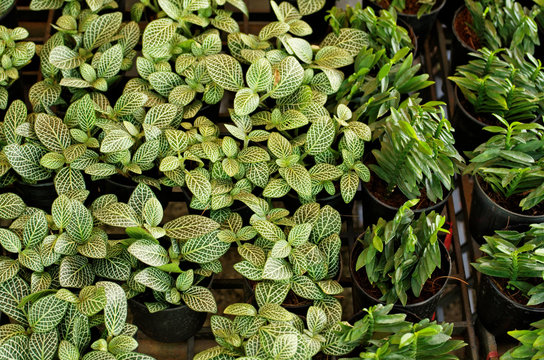 Nerve plant, mosaic plant (Fittonia albivenis) and young Christmas candle ,devil's backbone ,fiddle flower,Redbird Cactus (Euphorbia tithymaloides) is evergreen ornamental houseplant