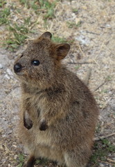 Quokka, Rottnest Island, Western Australia