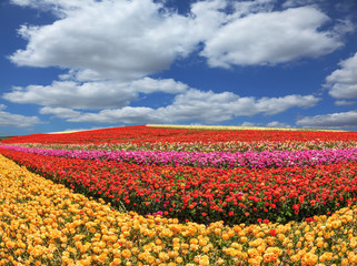 Fototapeta premium Sunny fields of garden buttercups /ranunculus/