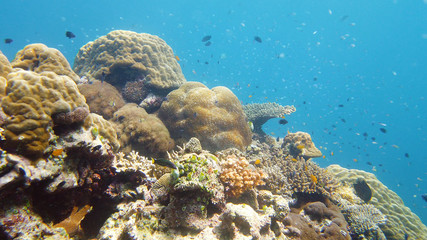 Fototapeta na wymiar Tropical fishes and coral reef, underwater footage. Seascape under water. Leyte, Philippines.