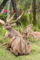 Group of deer, Herd, sitting at the grass field.