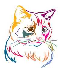 Colorful decorative portrait of Cat 5