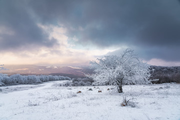 Icy tree in a snowy field