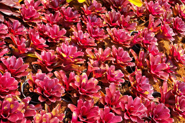 Beautiful Neoregelia plant is Bromeliad with striking foliage in genus of flowering plants in family Bromeliaceae ,which is tropical herbaceous epiphytic plant use as ornamental succulent houseplant
