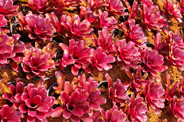 Beautiful Neoregelia plant is Bromeliad with striking foliage in genus of flowering plants in family Bromeliaceae ,which is tropical herbaceous epiphytic plant use as ornamental succulent houseplant