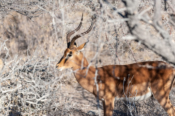Detail of an Impala - Aepyceros melampus- emerging from the bushes of Etosha National Park, Namibia.