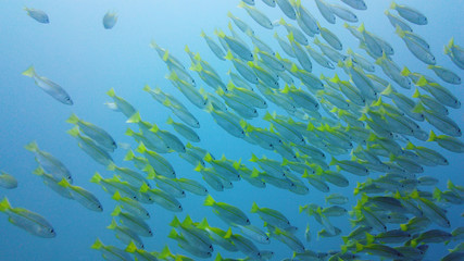Fototapeta na wymiar A school of tropical fish in blue water. Reef underwater with fishes and marine life. Shoal of fishes. Leyte, Philippines.