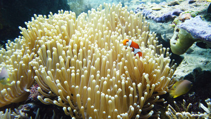 Fototapeta na wymiar Clown fish and sea anemone, natural symbiosis. Coral reef with fishes. Tropical underwater sea fishes.