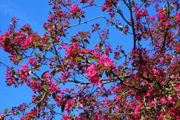 cherry tree blossom