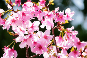 The beautiful pink cherry blossoms signal the coming of spring. Yangmingshan, Taipei City, Taiwan.