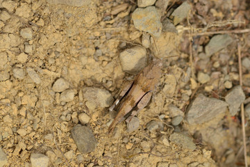 Blauflügelige Ödlandschrecke (Oedipoda caerulescens)	