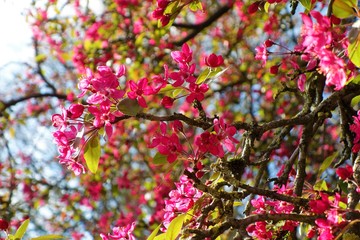 Pink tree blossom in the spring.
