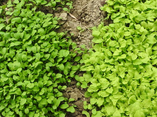 Top view of fresh and green vegetable with green leaves in growth at vegetable garden. Agricultural product in rural Neimen,Kaohsiung,Taiwan.Natural and organic health concept.Could be background.