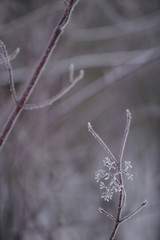 Cornus alba. The shrub with red shoots is covered with frost in the cold winter.