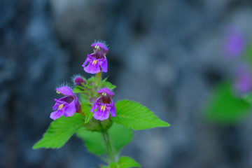 Gemeiner Hohlzahn (Galeopsis tetrahit)	