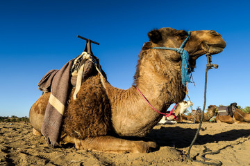 camel in the desert, photo as background