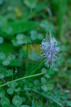  Mittlerer Wegerich (Plantago media)	