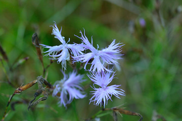 Prachtnelke (Dianthus superbus)	
