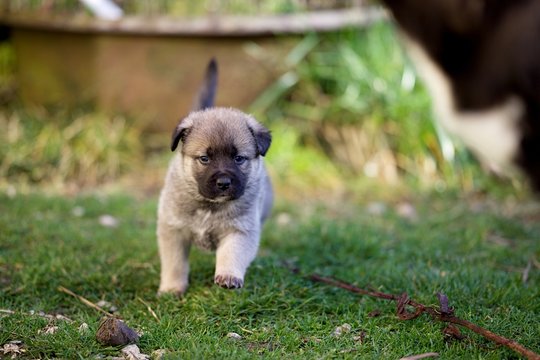 322 Best Bebe Chien Images Stock Photos Vectors Adobe Stock