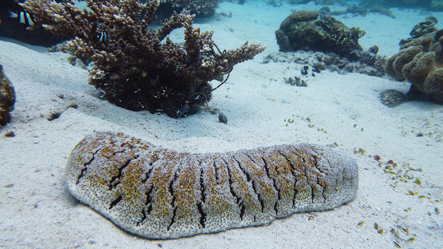 Sea cucumber on a sandy bottom among a coral reef. Bohadschia argus, underwater on the ocean floor.