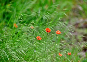 red poppies in the field