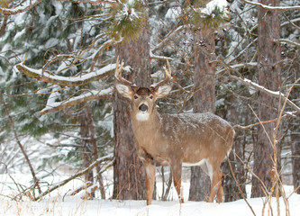 Naklejka na ściany i meble White-tailed deer buck walking in the falling snow in Canada