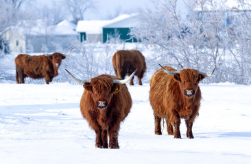 Highland cattle standing in a snowy field in winter in Canada