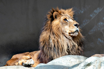 Obraz premium Male lion (Panthera Leo) in Japan