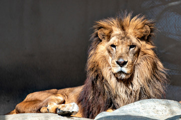 Male lion (Panthera Leo) in Japan