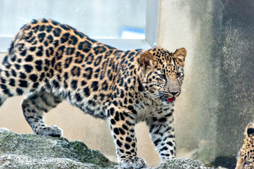 Amur leopard (Panthera pardus orientalis or Panthera pardus amurensis)