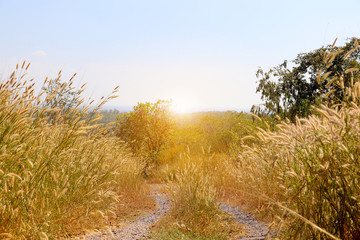 Obraz premium Summer rural forest road way landscape. Forest way road view thailand