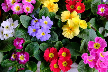 colorful violet flowers