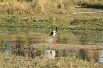 Saddle bill large water bird 