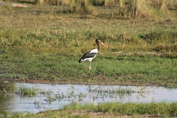 Saddle bill large water bird 