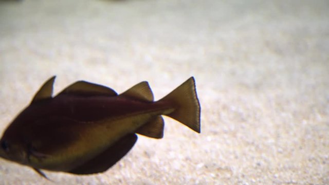 Cod fish - Gadus morhua. Underwater shot of atlantic cod swimming and searching for food on the bottom of the sea