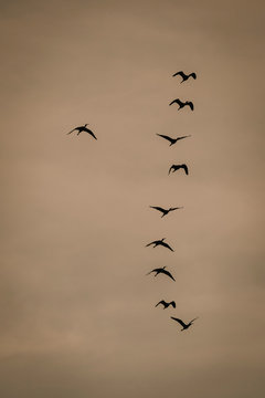 Grupu de moritos (plegadis falcinellus), sobre fondo de cielo color crema