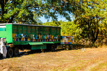 Multicolored bee hives at apiary in the forest