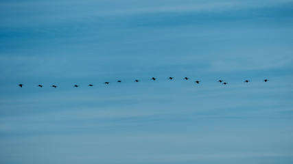 Grupo de moritos (Plegadis falcinellus) sobre fondo azul