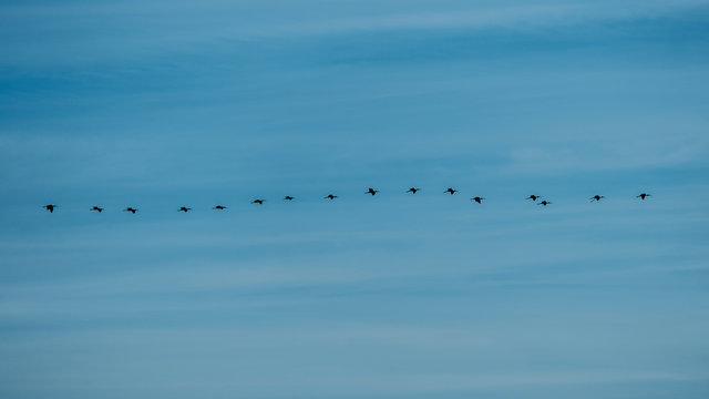 Grupo de moritos (Plegadis falcinellus) sobre fondo azul