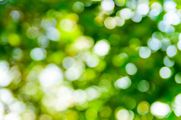 Obraz premium Abstract and defocused bokeh background. Ecological concept