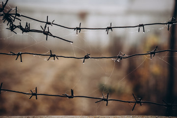  barbed wire in a spider web with raindrops, wet weather, fog. selective focus