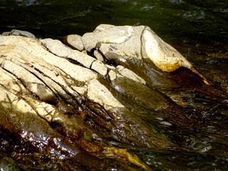 stream in the forest