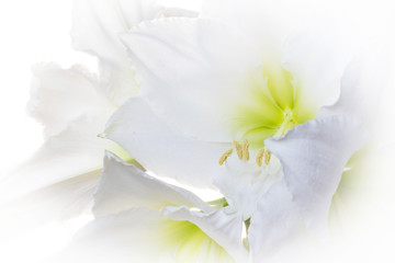 Dreamlike bunch of flowers white Amaryllis (Amaryllidaceae, Hippeastrum). Backlit photography