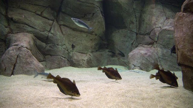 Cod fish - Gadus morhua. Underwater shot of atlantic cod swimming and searching for food on the bottom of the sea