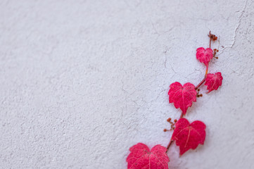 Red and Pink Heart-shaped flowers on a vine climbing up a white textured wall