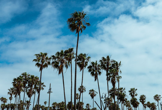 Palm Trees Arranged in a Semi-Circle against blue cloudy sky in Venice Beach, California