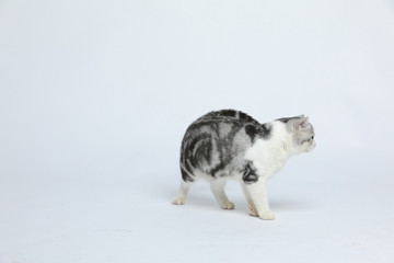 Cute and docile American short haired cat with a wide range of emotions and shapes on a white background